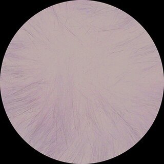 Pompon Polly 203